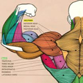 Effective Shoulder and Bicep Muscle Building; Build Big Biceps? Strong Arms And Solid Triceps