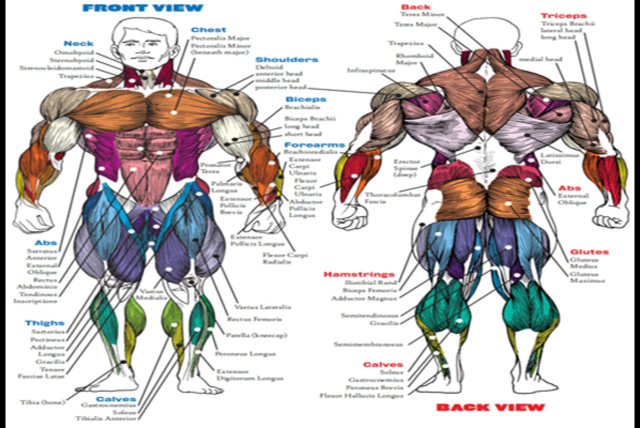 Mastering Muscle Growth - Effective Shoulder and Bicep Muscle Building